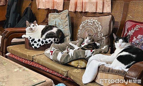沙發躺3坨「貓肉瓦斯桶」照噸位排好　飼主笑：過年不能來太多客人 | ETtoday寵物雲 | ETtoday新聞雲
