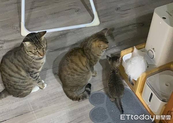 4貓排隊吃飯「大讓小」超守秩序　網見最後一隻笑噴：沒得吃了！ | ETtoday寵物雲 | ETtoday新聞雲