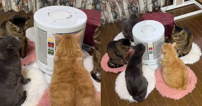 5貓貓圍住暖爐嚴肅開會？！其實只係取緊暖