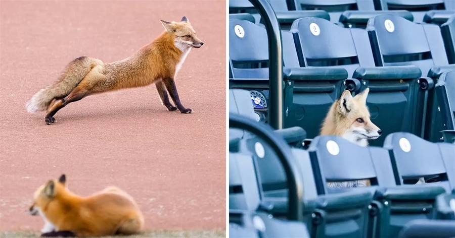 棒球休賽期球場「竟變狐貍遊樂場」　場上拉伸球隊笑：很歡迎妳們～