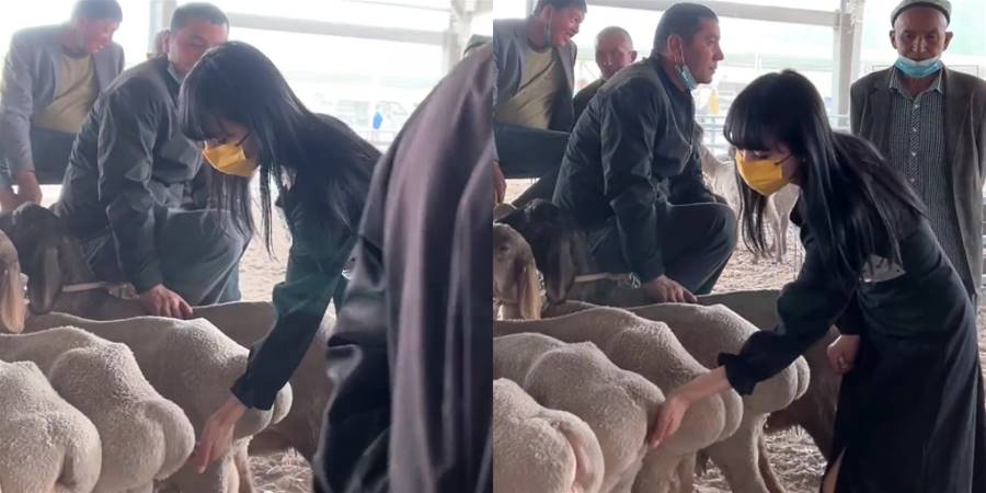 【影片】女孩在羊圈摸羊屁股，手感Q彈晃動時超有彈性，羊：我可以喊非禮嗎？ - 貓咪公社