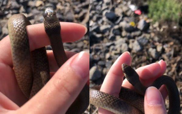 11歲女童路邊抓「可愛小蛇」把玩　專家看片驚嚇：是世界第二毒蛇 | ETtoday寵物雲 | ETtoday新聞雲